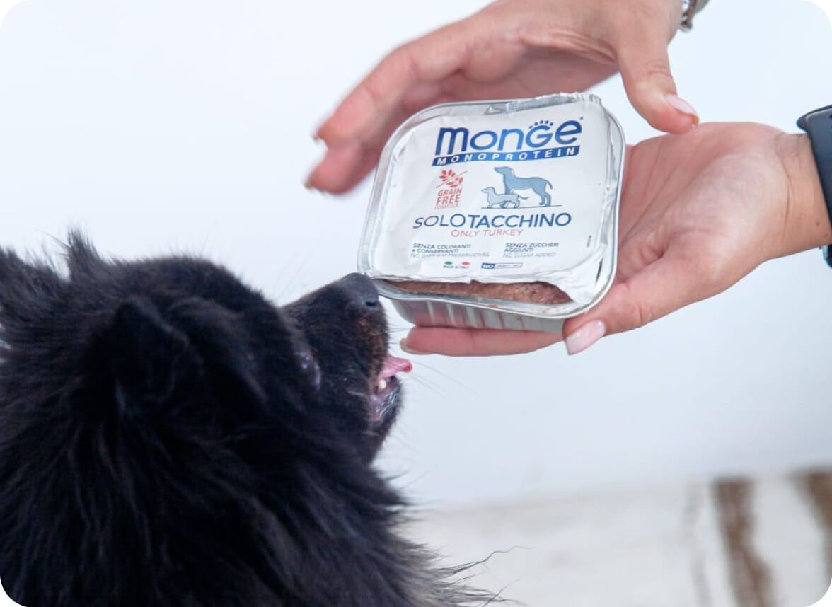 Собака ест влажный корм Monge Monoprotein с индейкой